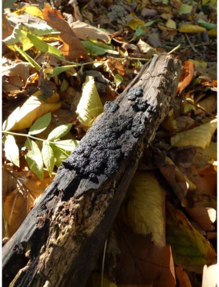 On birch wood in Brentwood, UK.